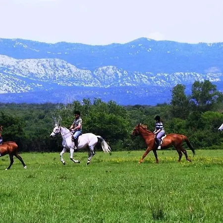 Josephine * Njivice
